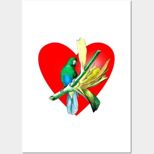 parakeet heart Posters and Art